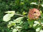 photo18382