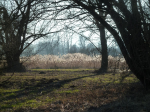 photo18519