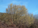 photo18526