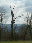 photo18547