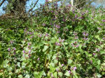 photo18615