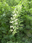 photo18744