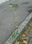 photo18772