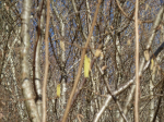 photo18935