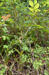 photo19363